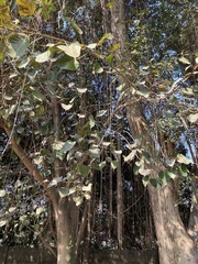 Ficus religiosa