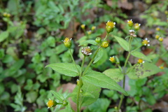 Galinsoga parviflora
