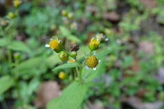 Galinsoga parviflora