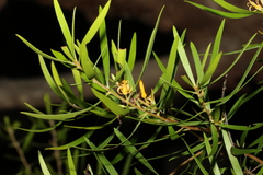 Persoonia