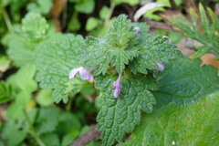 Lamium hybridum