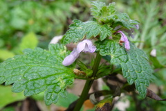 Lamium hybridum