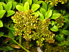 Phedimus middendorffianus