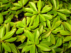 Phedimus middendorffianus