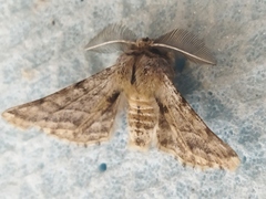 Apochima flabellaria