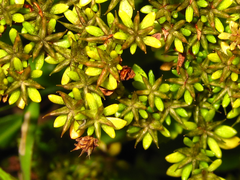 Phedimus middendorffianus