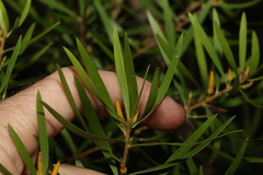 Persoonia