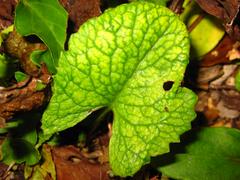 Ligularia stenocephala