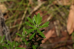 Pultenaea myrtoides