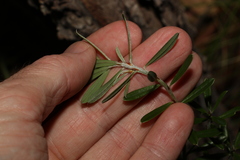 Pultenaea myrtoides