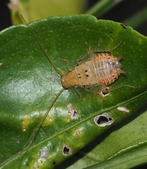 Ellipsidion humerale