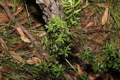 Pultenaea myrtoides