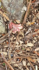 Russula persanguinea