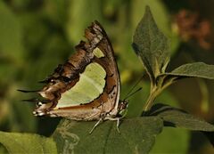 Polyura agraria
