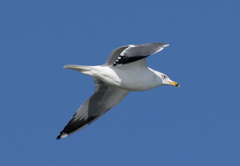 Larus armenicus