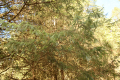 Abies religiosa