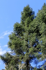 Abies religiosa