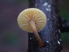 Heimiomyces