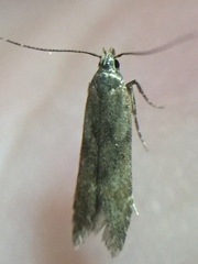 Bilobata subsecivella