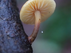 Heimiomyces