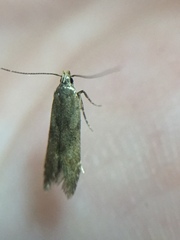 Bilobata subsecivella