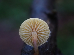 Heimiomyces