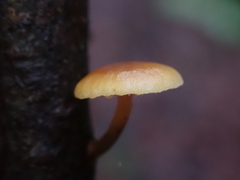 Heimiomyces