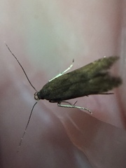 Bilobata subsecivella