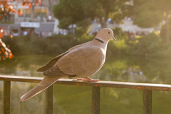 Streptopelia decaocto