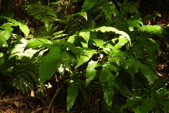 Bolbitis heteroclita