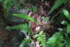 Bolbitis heteroclita