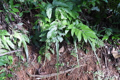 Bolbitis heteroclita