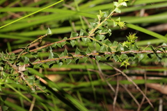 Acacia hubbardiana