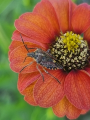 Agonoscelis versicoloratus