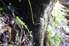 Bolbitis heteroclita