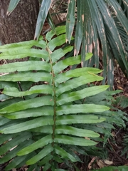 Blechnum camfieldii