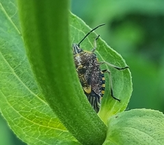 Agonoscelis versicoloratus