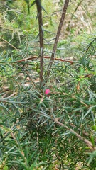 Leptecophylla oxycedrus