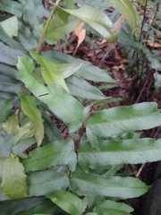 Blechnum camfieldii