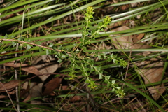 Acacia hubbardiana