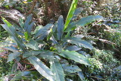 Alpinia uraiensis