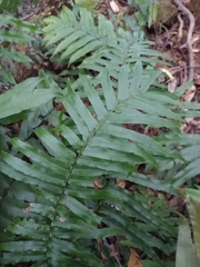Blechnum camfieldii