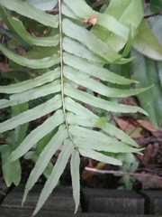 Blechnum camfieldii