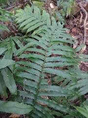 Blechnum camfieldii