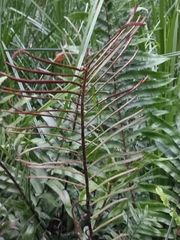 Blechnum camfieldii