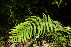 Pseudocyclosorus esquirolii