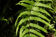 Pseudocyclosorus esquirolii