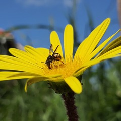 Anthidium