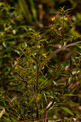 Ludwigia erecta