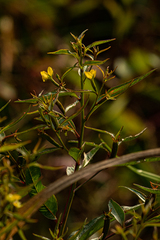 Ludwigia erecta